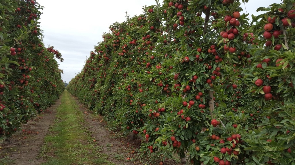 Apple growing systems – running hot | Fruition Horticulture